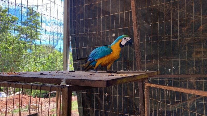 Sema disponibiliza cadastro para quem deseja ser guardião de animais silvestres