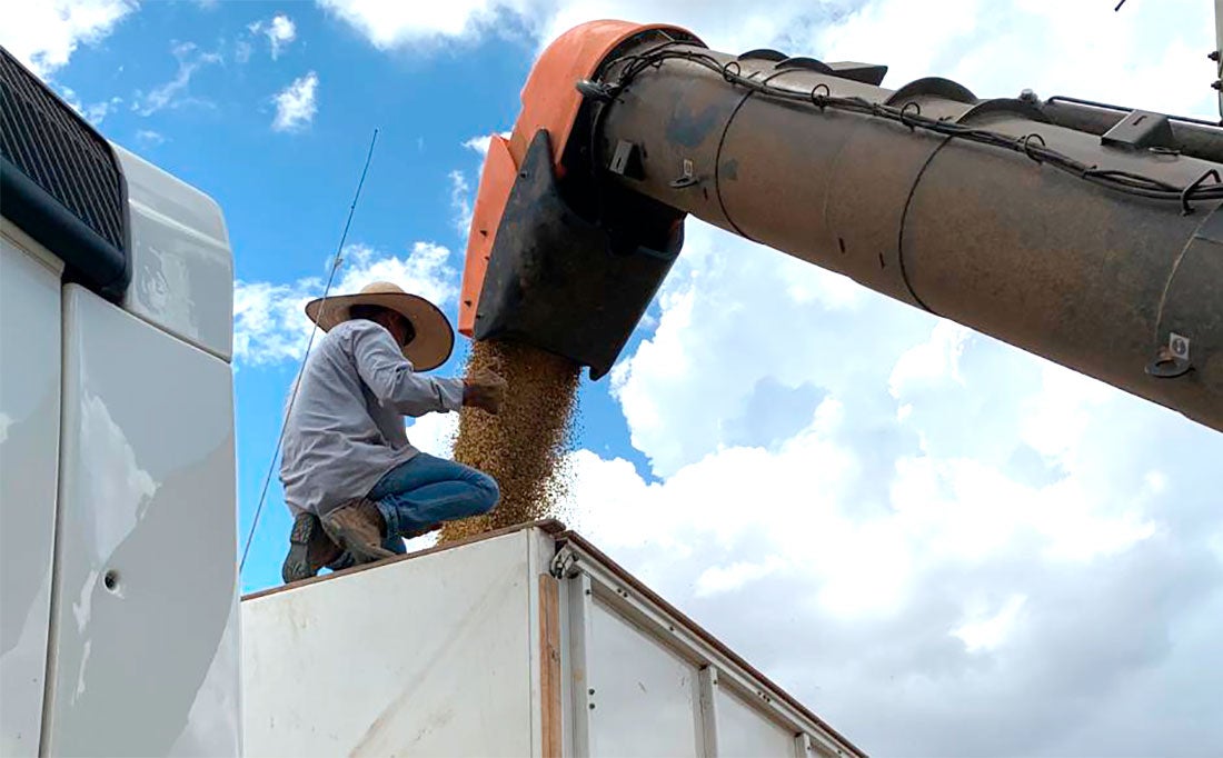 Colheita da soja entra na reta final em Mato Grosso e adiantada em relação a safra passada