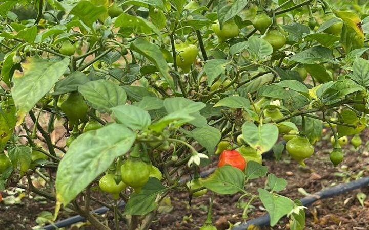 Agricultura familiar ganha destaque na Norte Show 2022