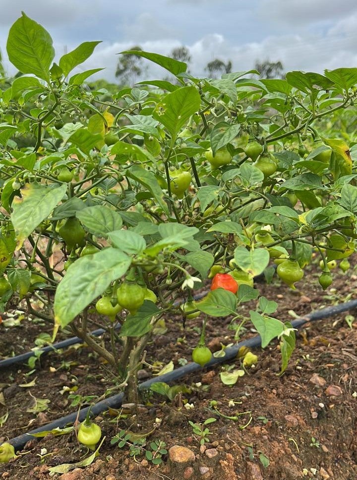 Agricultura familiar ganha destaque na Norte Show 2022