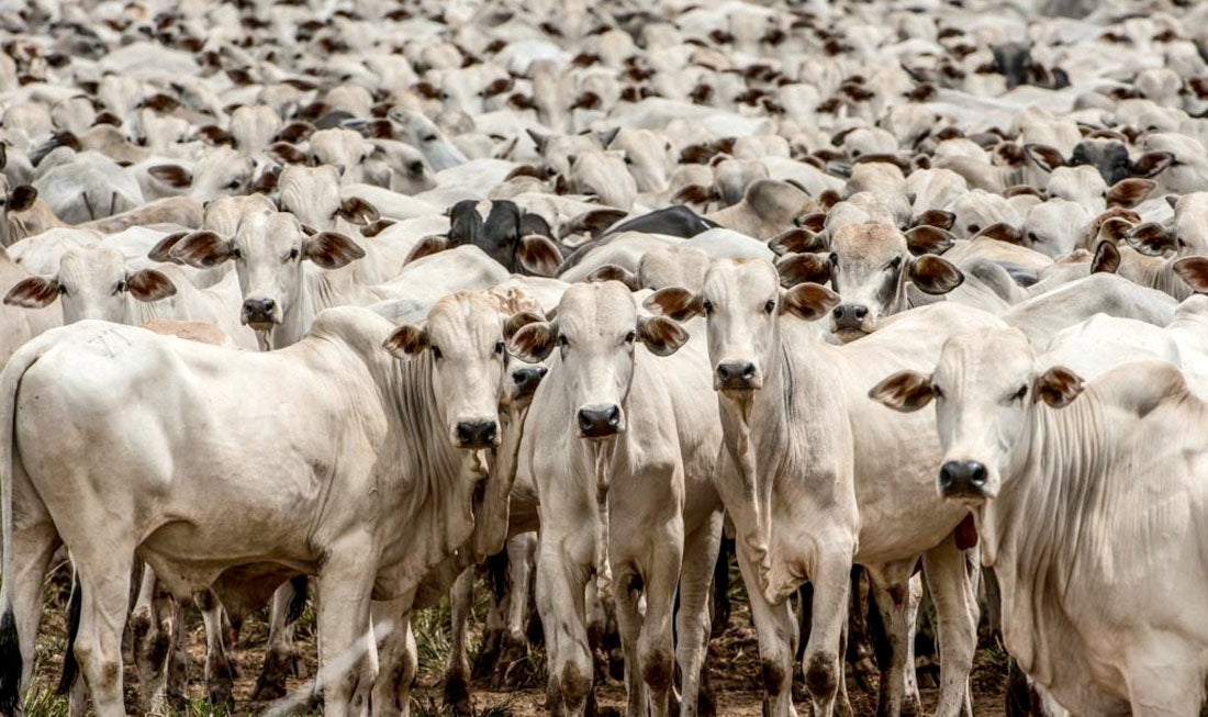 Cotação do arroba do boi gordo e vaca caem em Mato Grosso