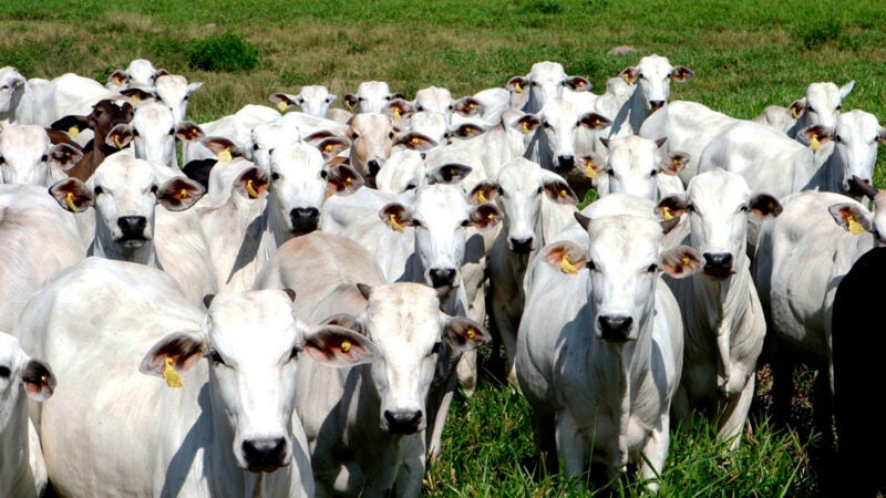 Cotação da arroba do boi e da vaca aumenta em Mato Grosso