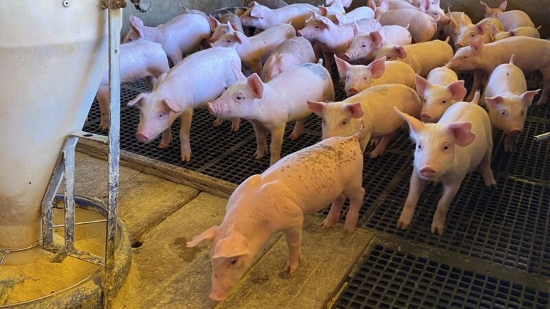 Crise na suinocultura faz produtores abandonarem a atividade em Mato Grosso