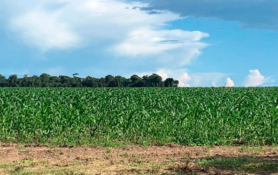Plantio do milho chega a 82% da área em Mato Grosso e ritmo é maior dos últimos 5 anos