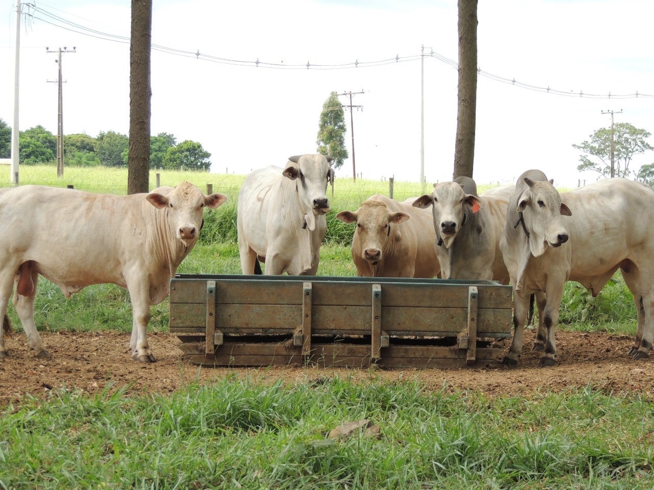 Orientações sobre uso de produtos veterinários organizadas em SP viram referência para o MT