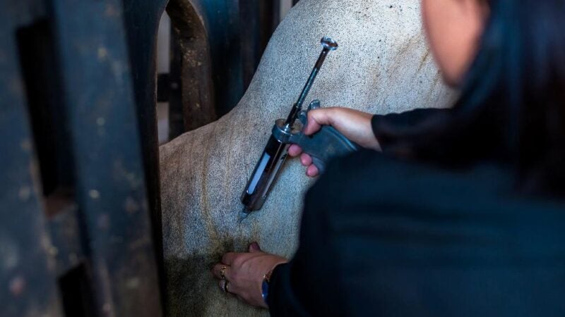 Ministério altera cronograma da vacinação do gado contra aftosa; 1ª etapa em MT é em maio