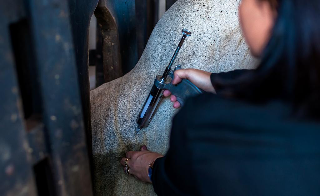 Ministério altera cronograma da vacinação do gado contra aftosa; 1ª etapa em MT é em maio