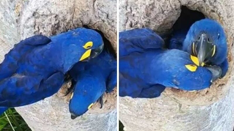 Arara-azul é flagrada ‘arrumando’ filhote para primeiro voo