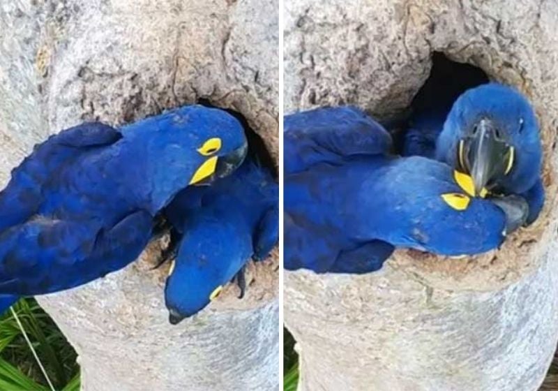 Arara-azul é flagrada ‘arrumando’ filhote para primeiro voo