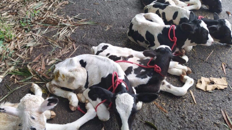 PRF resgata 14 bezerros desnutridos levados dentro de van em GO