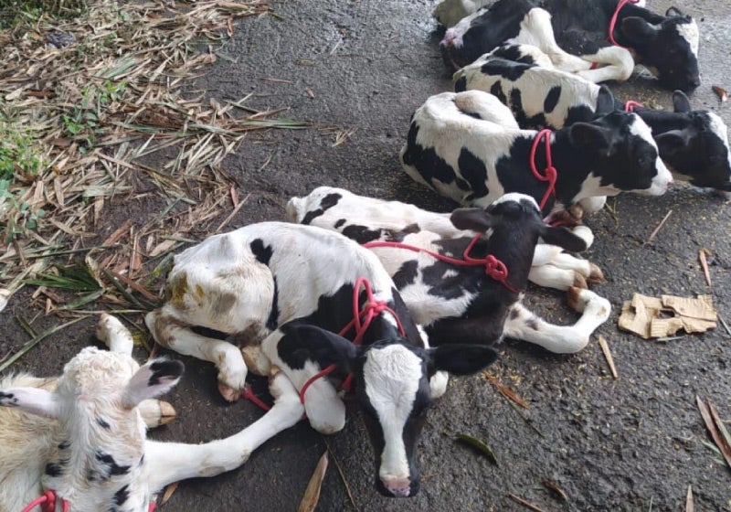 PRF resgata 14 bezerros desnutridos levados dentro de van em GO