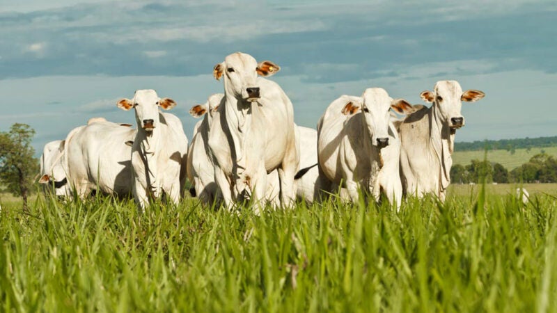 MT: inverno deve ter bezerros mais baratos