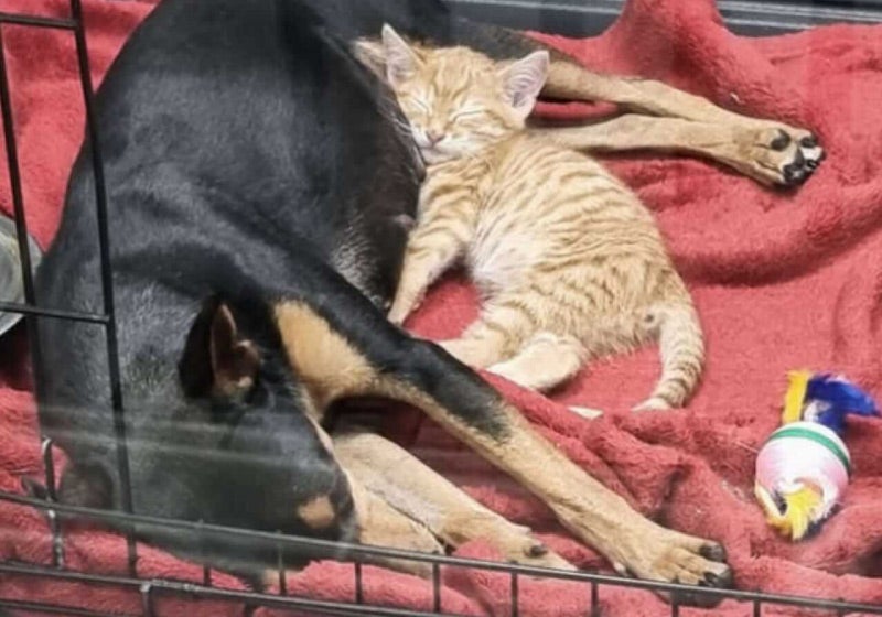 Gatinho deixa cercado para confortar cão amigo que estava assustado