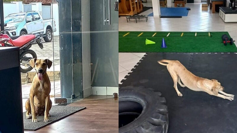 Caramelo entra em clínica para ‘aula de pilates’ e acaba adotado