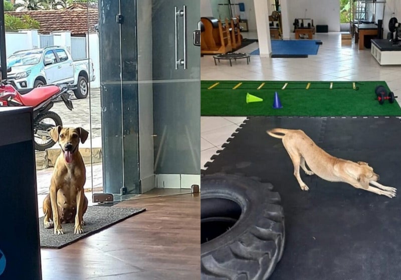 Caramelo entra em clínica para ‘aula de pilates’ e acaba adotado