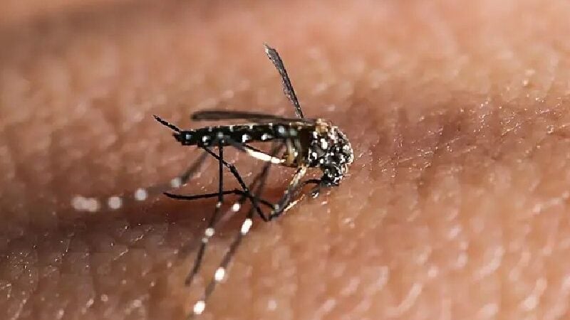 Vacina contra chikungunya é segura e tem resposta imune de 96%