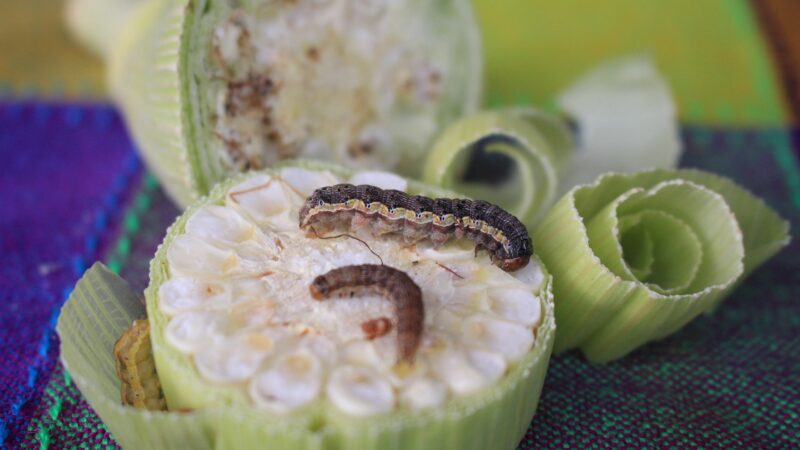 Desalojante é nova ferramenta para o controle  de pragas no milho