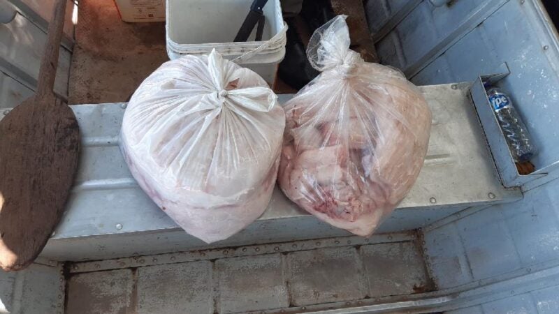 Sema e PM apreendem 26 kg carne de jacaré durante fiscalização no rio Cuiabá
