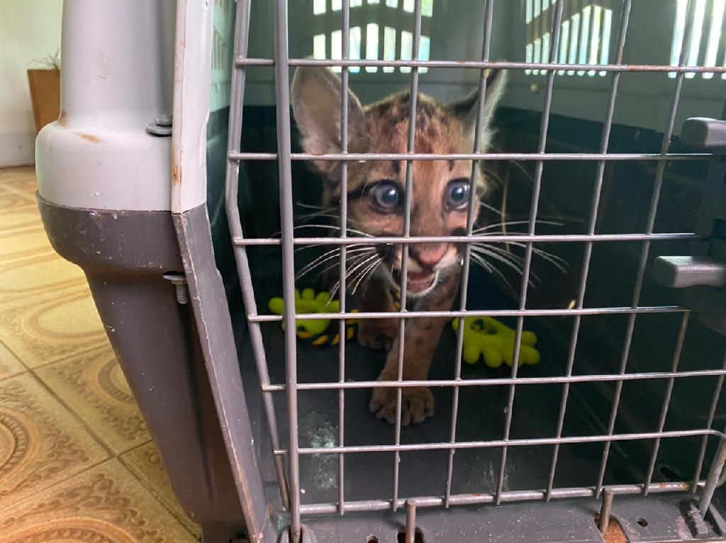 Sema recebe animais silvestres em entrega voluntária da população