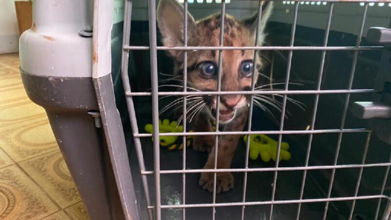 Sema recebe animais silvestres em entrega voluntária da população