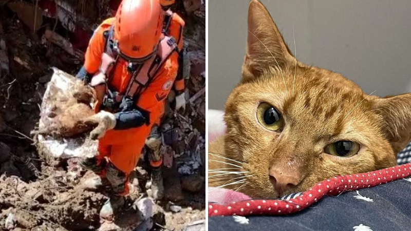 Um mês após tragédia em Petrópolis, veja como está a gata resgata sob escombros