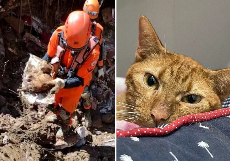Um mês após tragédia em Petrópolis, veja como está a gata resgata sob escombros