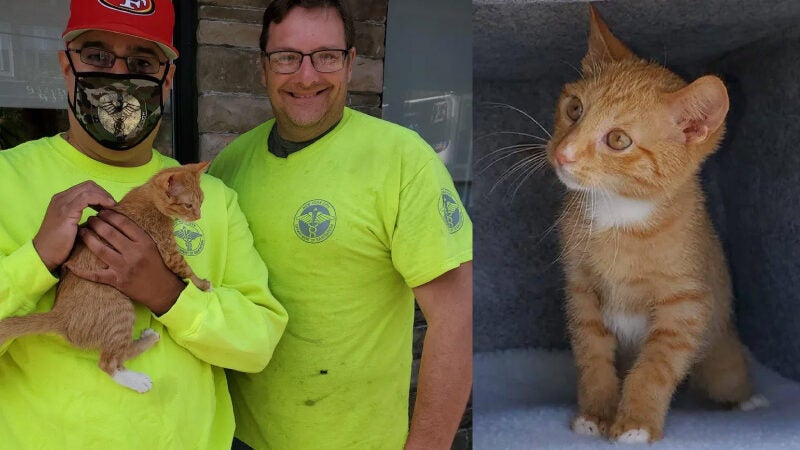 Gatinho é resgatado por coletores que o encontraram em saco de lixo