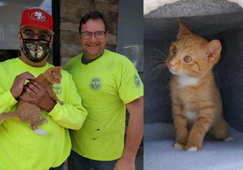 Gatinho é resgatado por coletores que o encontraram em saco de lixo