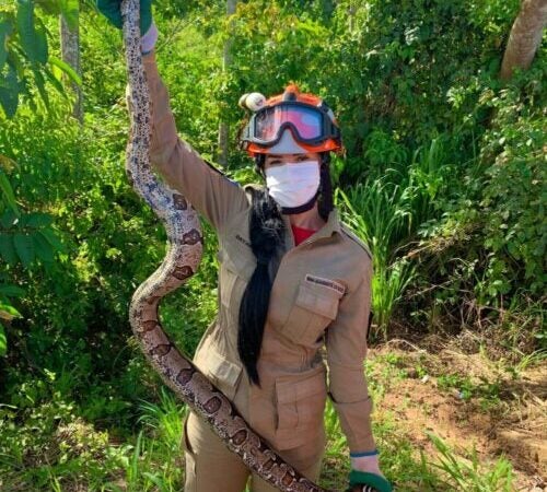 Cobra de 2 metros que estava em quintal de residência é capturada pelos Bombeiros em Guarantã do Norte