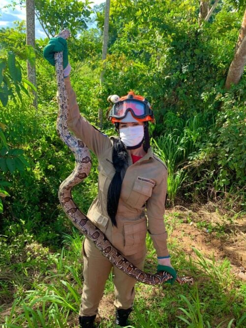 Cobra de 2 metros que estava em quintal de residência é capturada pelos Bombeiros em Guarantã do Norte