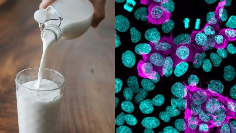 Descoberta: proteína do leite de vaca tem ação antiviral contra a Covid