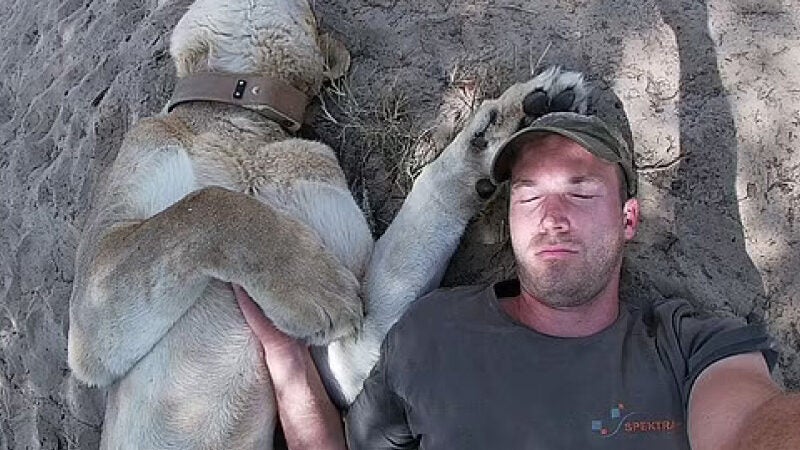 Em momento fofo, leoa tira soneca com tutor que a resgatou [vídeo]