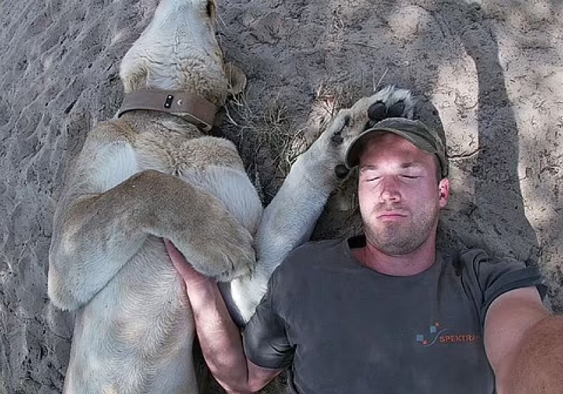 Em momento fofo, leoa tira soneca com tutor que a resgatou [vídeo]