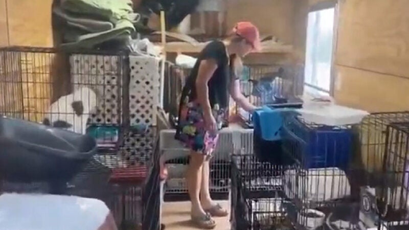 Estranhos ajudam mulher a salvar 86 gatos de abrigo durante incêndio