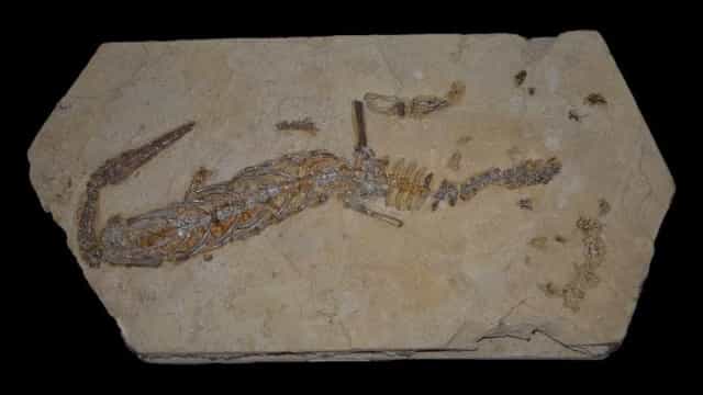 ‘Paleopirataria’ faz estrangeiros dominarem trabalhos sobre fósseis brasileiros, diz artigo