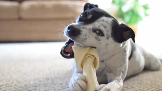 Indústria de alimentos para pet calcula aumento nos preços