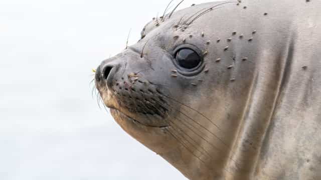Aparição rara de elefante-marinho chama atenção no litoral norte de SP