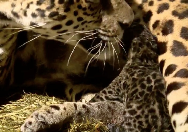 Nasce filhote da onça-pintada que quase morreu em incêndio no Pantanal
