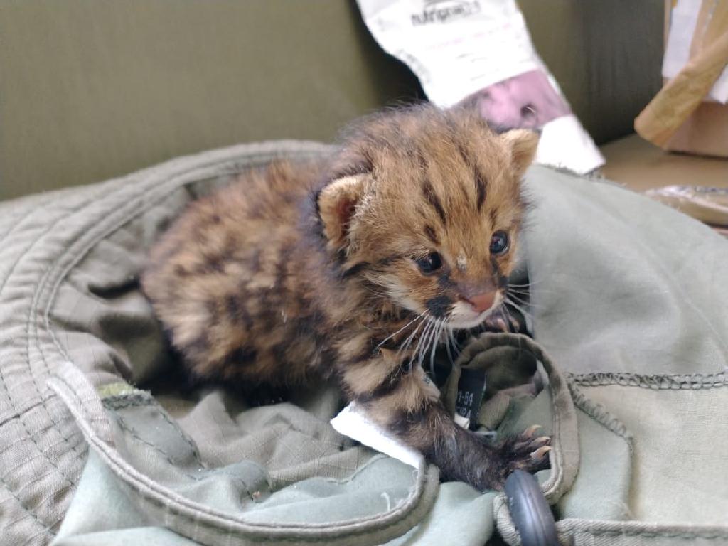 Sema abre credenciamento de clínicas veterinárias para atendimento de animais silvestres