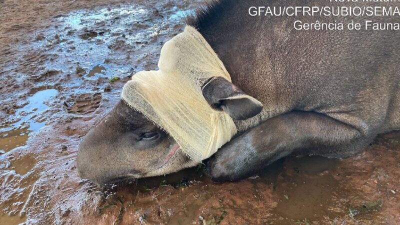 Sema resgata e presta atendimento veterinário à anta ferida em Nova Mutum