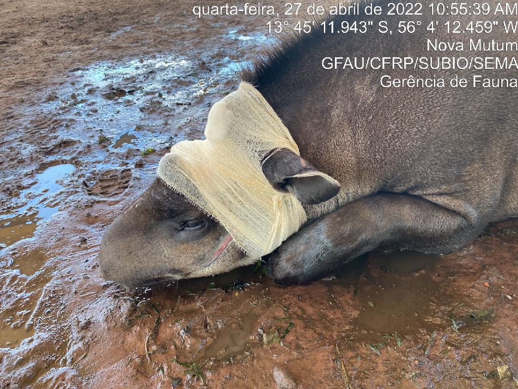 Sema resgata e presta atendimento veterinário à anta ferida em Nova Mutum