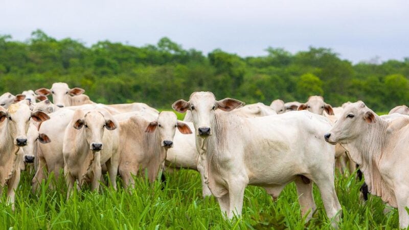 Mapa suspende vacinação da febre aftosa em Mato Grosso a partir de novembro