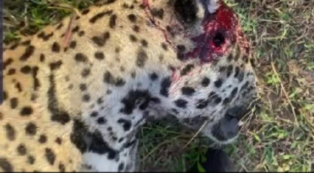 Polícia Civil cumpre mandados contra homem suspeito de matar onça-pintada em Poconé