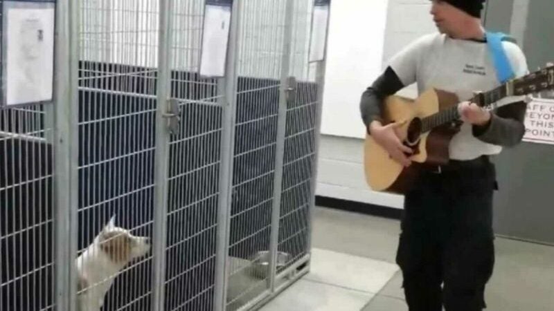 Agente canta para cães em abrigo: acalmar e achar lar