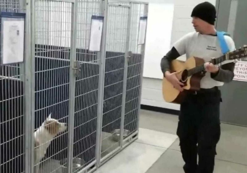 Agente canta para cães em abrigo: acalmar e achar lar