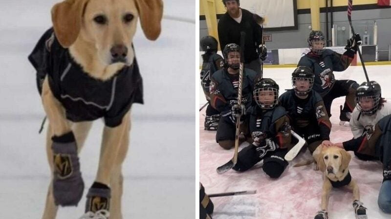 Cachorro patinador ajuda crianças e adultos a serem mais confiantes