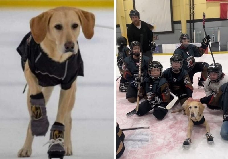 Cachorro patinador ajuda crianças e adultos a serem mais confiantes