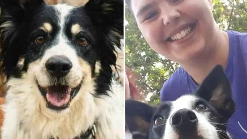 Cachorro perdido anda quilômetros, pega ônibus e volta para casa