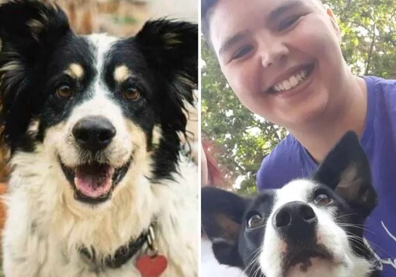 Cachorro perdido anda quilômetros, pega ônibus e volta para casa