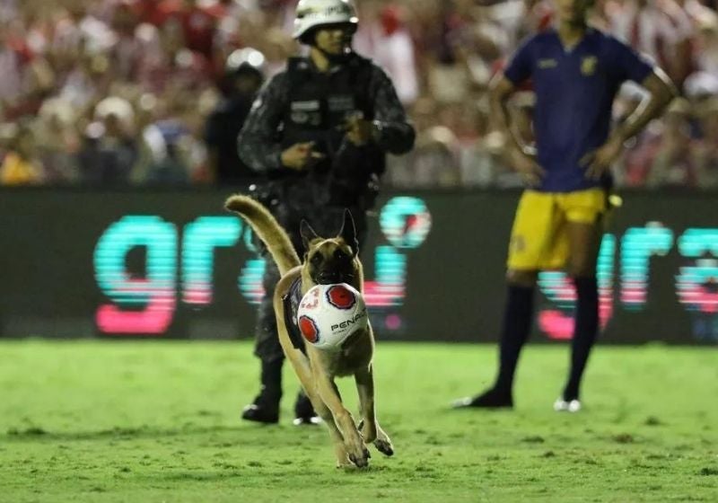 Cão policial invade campo e rouba bola na final do Pernambucano [vídeo]